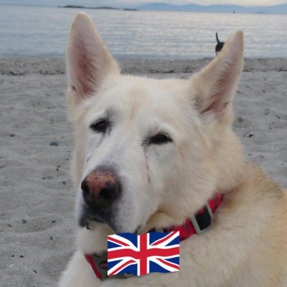 Meet your Posher, Sammy - Picture 1 of 1